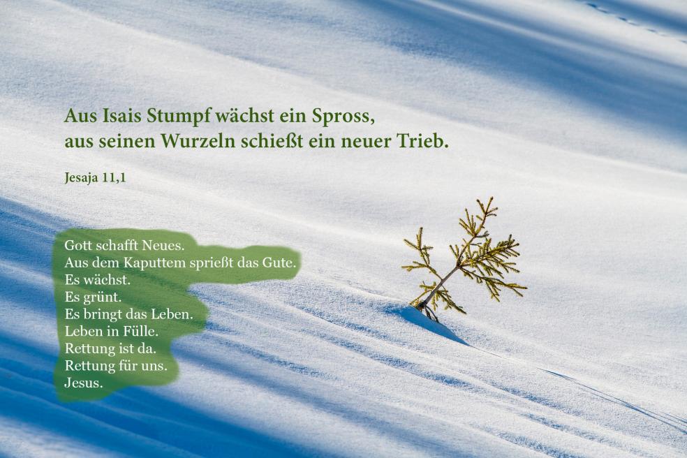 15. Dezember Damaris